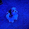 Nova is registered to the contest to win money with this photo: adorable, animal, blue_light, carpet, companion, cozy, cute, dog, domestic_animal, fluffy, fur, indoor, looking_up, pet, puppy, quiet, sitting, small_dog, texture, young_dog