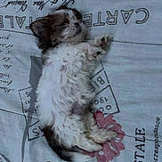 Nova joined the competition — help win amazing prizes! animal, bed, bedding, calm, cozy, cute, dog, fabric, fluffy, fur, indoors, lying_down, pet, pink_flower, puppy, resting, sleeping, small_dog, soft, text