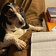 Lily joined the competition — help win amazing prizes! animal, black, book, brown, chair, closeup, curious, dog, furniture, glasses, indoor, paws, pet, portrait, reading, relaxed, stack_of_books, table, tan, white