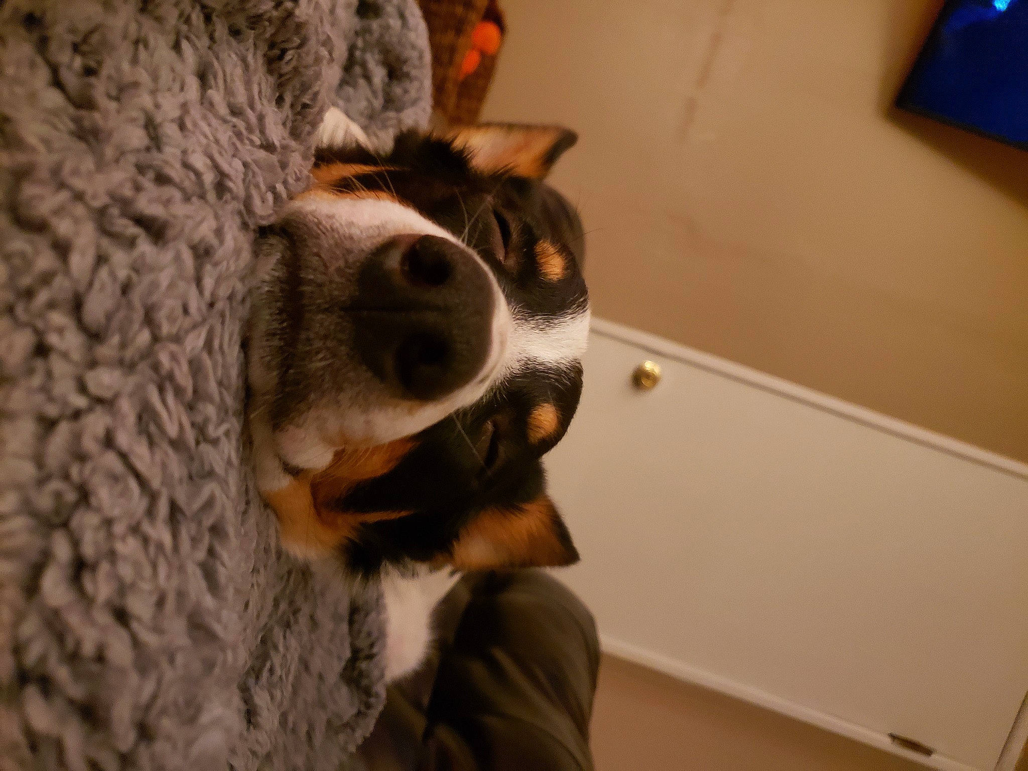 Ozzy joined the competition — help win amazing prizes! canidae, carnivore, companion_dog, dog, dog_breed, fur, natural_material, paw, snout, sporting_group, terrestrial_animal, vertebrate, whiskers, working_animal, working_dog