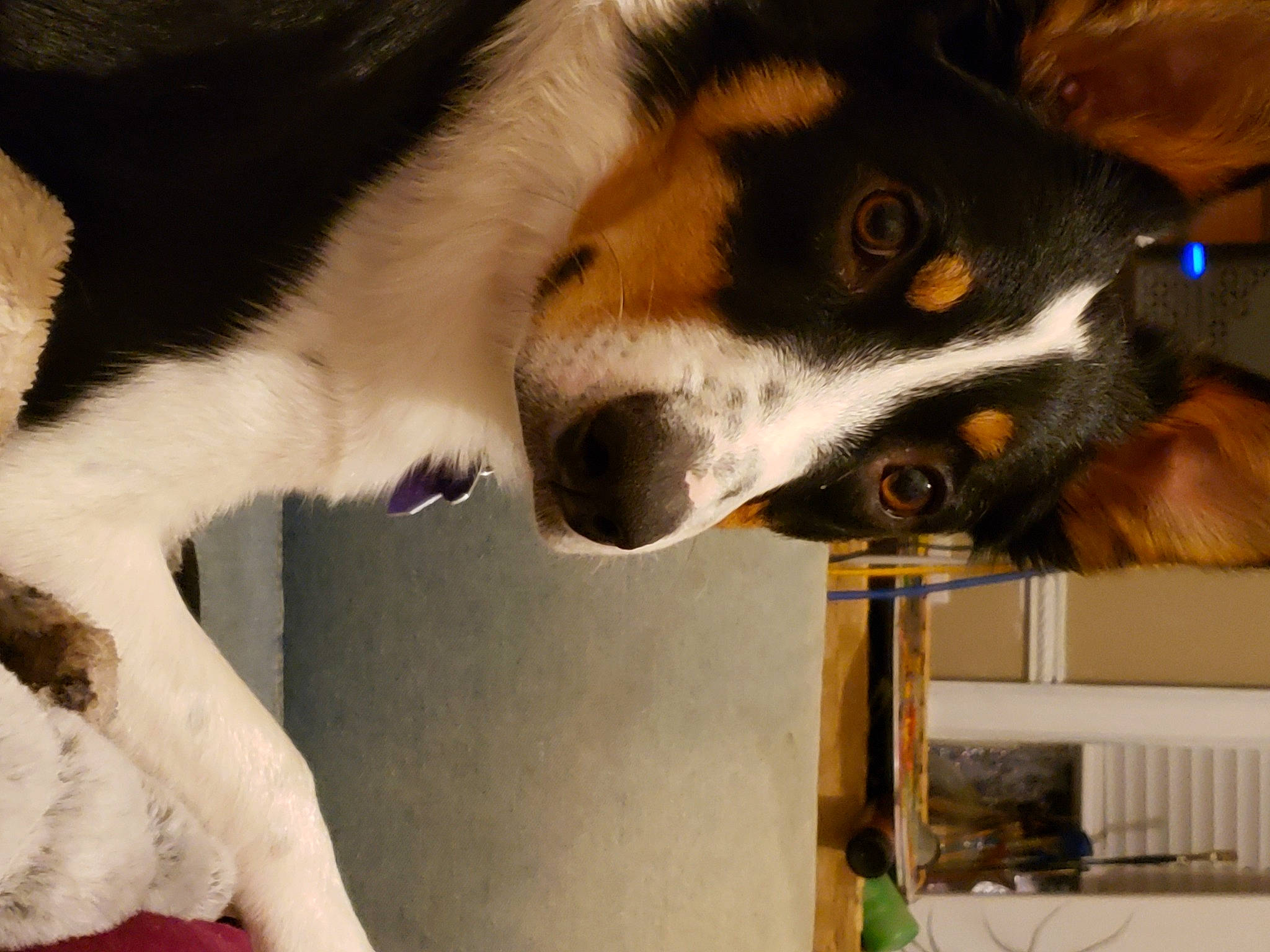 Ozzy is registered to the contest to win money with this photo: bernese_mountain_dog, canidae, carnivore, collar, companion_dog, dog, dog_breed, dog_collar, entlebucher_mountain_dog, fur, greater_swiss_mountain_dog, mammal, paw, pet_supply, snout, sporting_group, vertebrate, whiskers, working_animal, working_dog