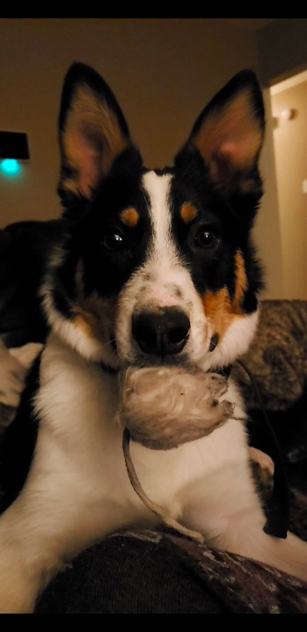 Ozzy is registered to the contest to win money with this photo: australian_collie, australian_kelpie, australian_shepherd, border_collie, canidae, cardigan_welsh_corgi, carnivore, dog, dog_breed, ear, koolie, mammal, pembroke_welsh_corgi, smooth_collie, snout, vertebrate, welsh_corgi, welsh_sheepdog, whiskers