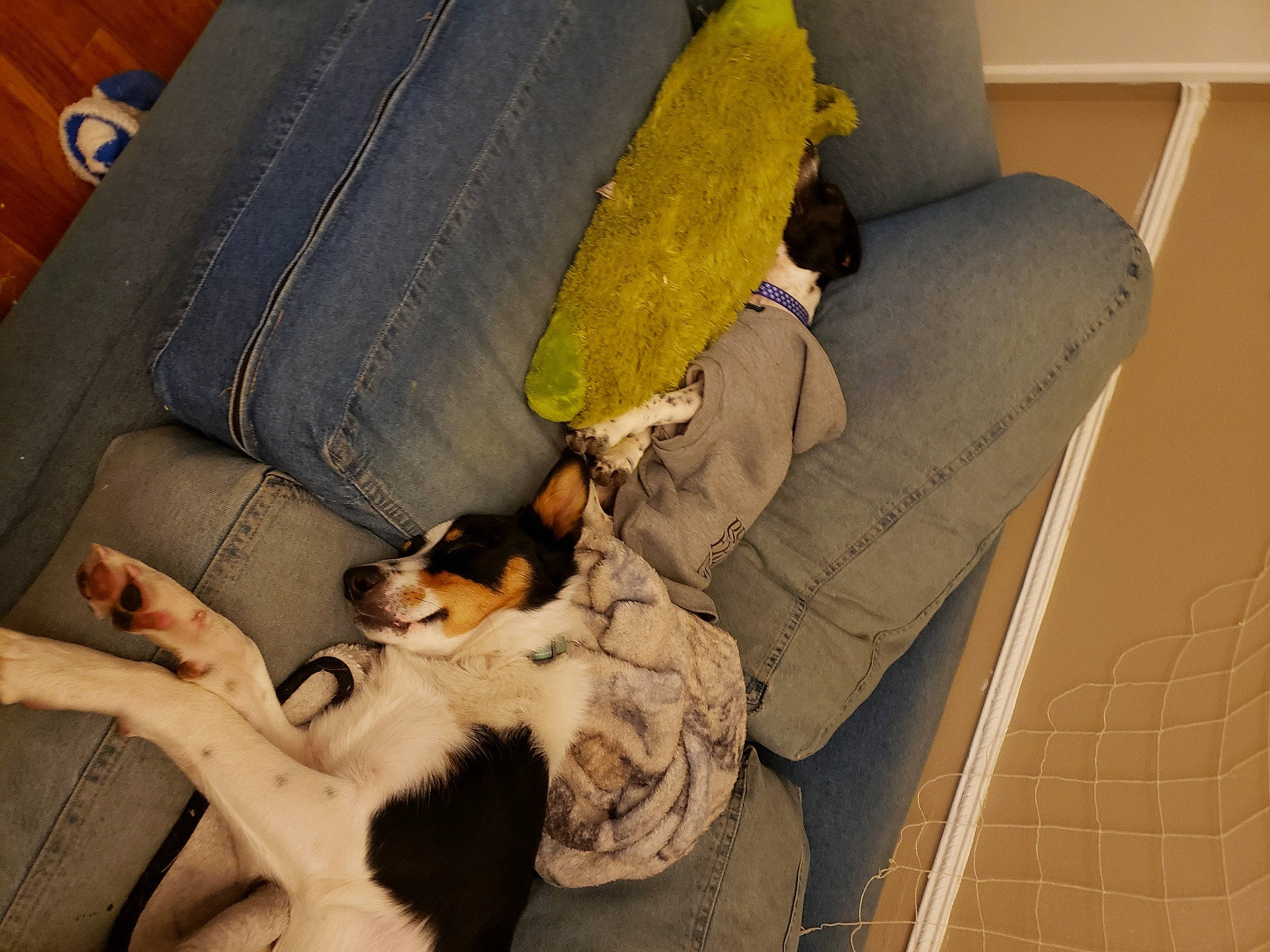 Ozzy is registered to the contest to win money with this photo: canidae, carnivore, comfort, companion_dog, couch, dog, dog_bed, dog_breed, dog_supply, fur, paw, plush, sleep, sporting_group, stuffed_toy, toy, vertebrate, working_animal, working_dog