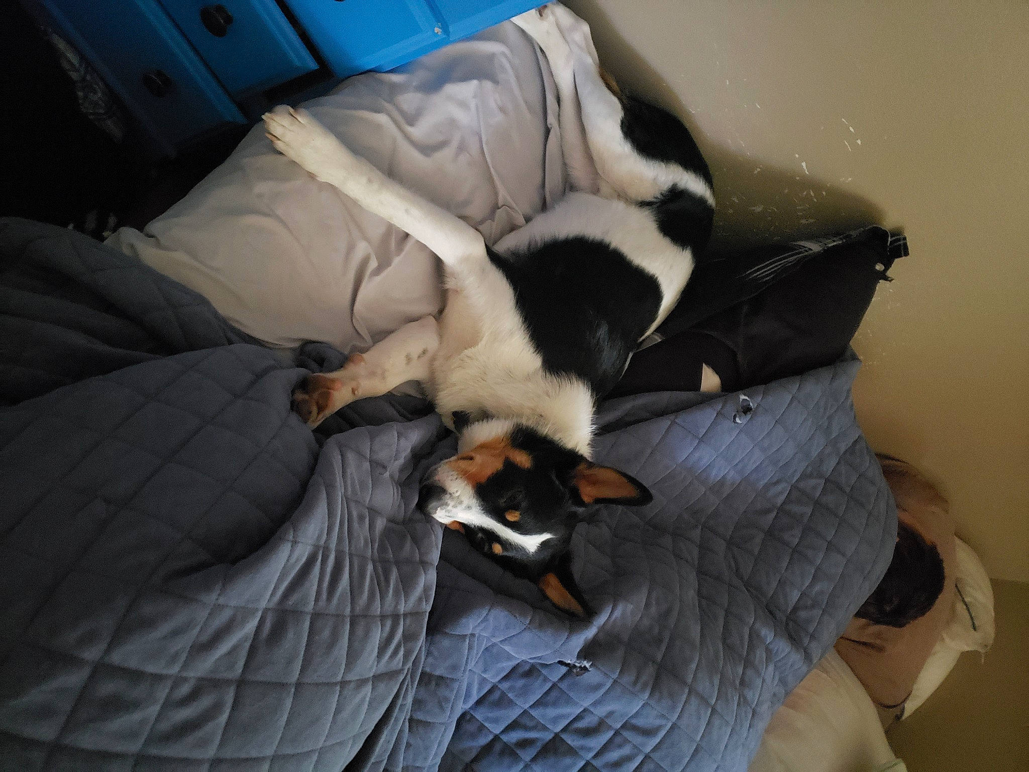 Ozzy joined the competition — help win amazing prizes! canidae, carnivore, comfort, companion_dog, dog, dog_breed, fur, sleep, small_to_medium_sized_cats, terrestrial_animal, vertebrate, working_dog