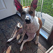 Honey is registered to the contest to win money with this photo: dog, pet, indoor, tile_floor, sunlight, glass_door, ears, brown_and_white, animal, sitting, shadow, floor_tiles, daylight, window, door, domestic_animal, companionship, alert, looking_up, home