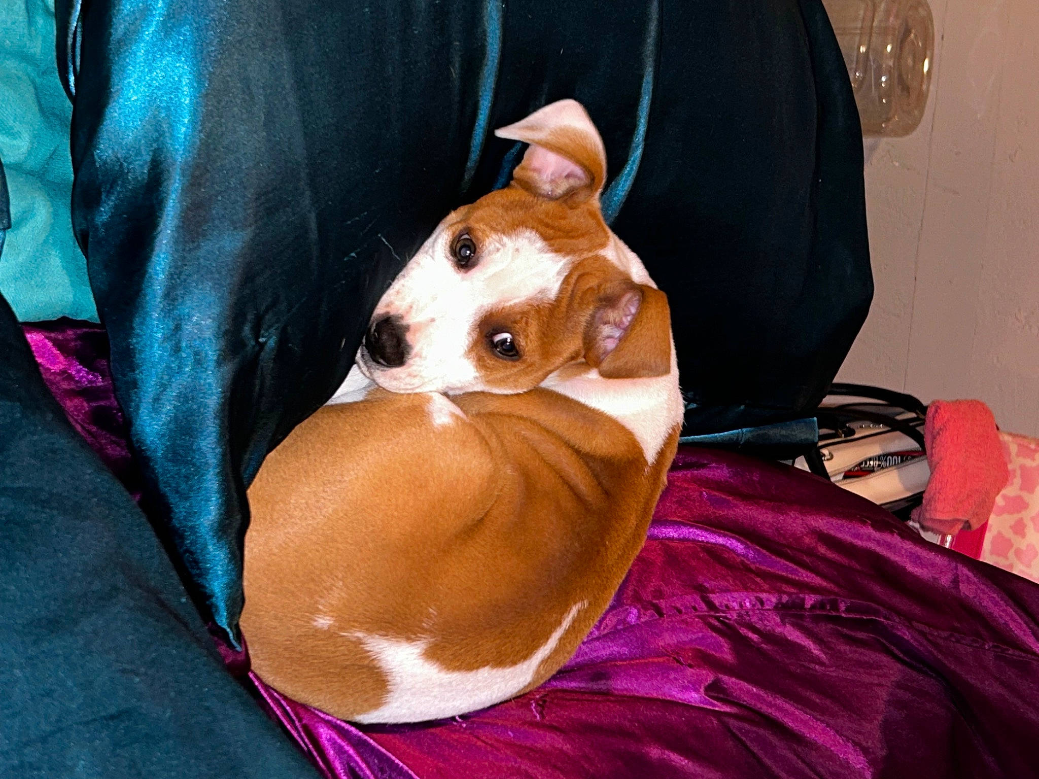 Honey is registered to the contest to win money with this photo: abdomen, canidae, carnivore, comfort, companion_dog, costume_hat, dog, dog_breed, dog_clothes, ear, fawn, hat, orange, outerwear, snout, sporting_group, stuffed_toy, sunglasses, whiskers, working_animal