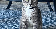 Ozzy joined the competition — help win amazing prizes! carpet, cat, closeup, collar, domestic_animal, feline, floor, fur, gray_cat, green_eyes, household, indoor, patterned_rug, pet, shadow, sitting, table, whiskers, white_paws, wooden_table