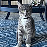 cat, gray_cat, white_paws, indoor, carpet, patterned_rug, table, wooden_table, pet, feline, sitting, green_eyes, whiskers, fur, collar, shadow, floor, domestic_animal, household, closeup