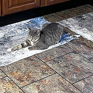 Ozzy joined the competition — help win amazing prizes! cat, gray_cat, tabby_cat, indoor, rug, floor, tile_floor, cabinet, wooden_cabinet, resting, animal, pet, feline, stretching, home_interior, cozy, sunlight, quiet, relaxation, domestic