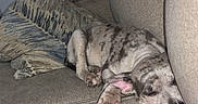 Diesel is registered to the contest to win money with this photo: animal, beige, brown, canine, comfort, couch, cozy, cute, dog, domestic, fur, indoor, nap, pet, pillow, puppy, relaxed, resting, sleeping, young