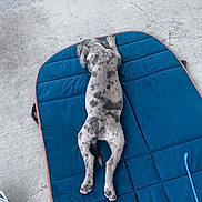 Diesel is registered to the contest to win money with this photo: puppy, dog, blue_mat, concrete_floor, laying_down, spotted, animal, pet, sleeping, relaxed, young_dog, floor, outdoor, paw, tail, ear, snout, canine, domestic_animal, resting