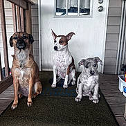 Diesel joined the competition — help win amazing prizes! brown_dog, canine, curtain, dog, domestic_animal, door, door_handle, fence, floor, house, mat, outdoor, pet, porch, sitting, spotted_dog, three_animals, welcome_sign, white_dog, wooden_rail