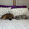 dog, bed, pillow, blanket, indoor, resting, canine, cute, pet, animal, cozy, floral, purple, relaxed, two_dogs, lying_down, domestic, companion, window_blinds, sleepy