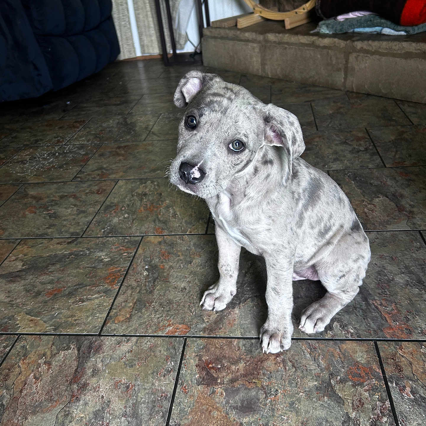 Diesel is registered to the contest to win money with this photo: puppy, dog, indoor, tile_floor, pet, cute, head_tilt, speckled_coat, floor, blankets, hammock, home, curious, young_dog, animal, sitting, floor_tiles, domestic, companion, small_dog