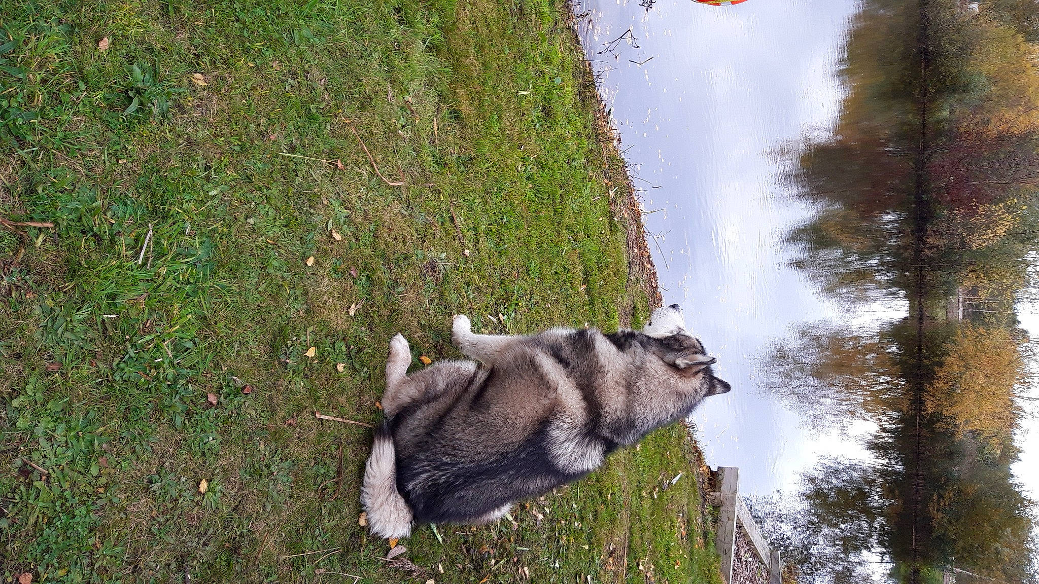 Bear is registered to the contest to win money with this photo: alaskan_malamute, canadian_eskimo_dog, canidae, canis, carnivore, dog, dog_breed, fur, grass_family, jamthund, northern_inuit_dog, pack_animal, saarloos_wolfdog, sled_dog, snout, west_siberian_laika, wolf, wolfdog, working_animal, working_dog