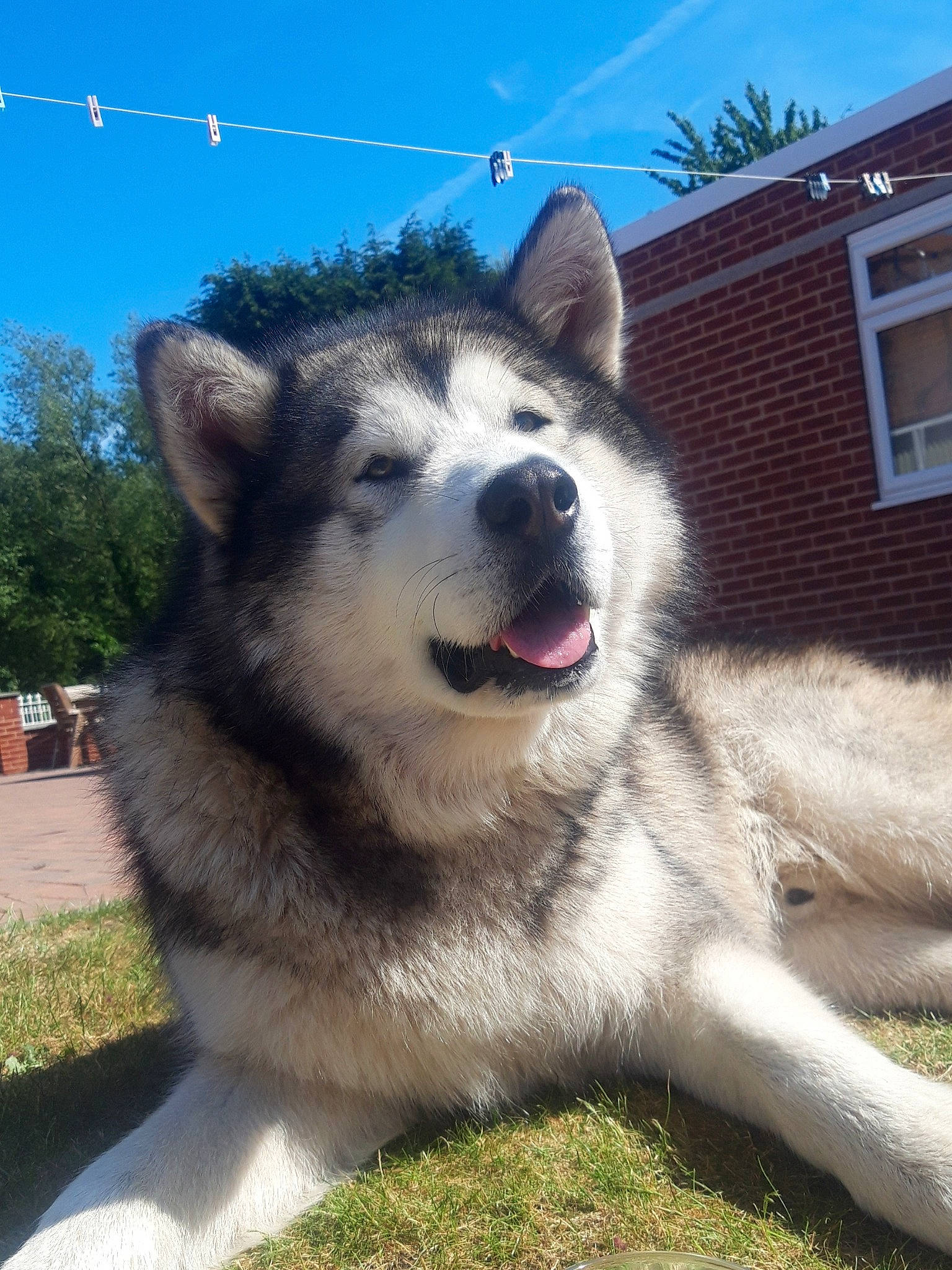 Bear is registered to the contest to win money with this photo: ancient_dog_breeds, canidae, canis, carnivore, companion_dog, cottage, dog, dog_breed, fur, home, jaw, siding, sled_dog, snout, sporting_group, vertebrate, whiskers, wolfdog, working_animal, working_dog