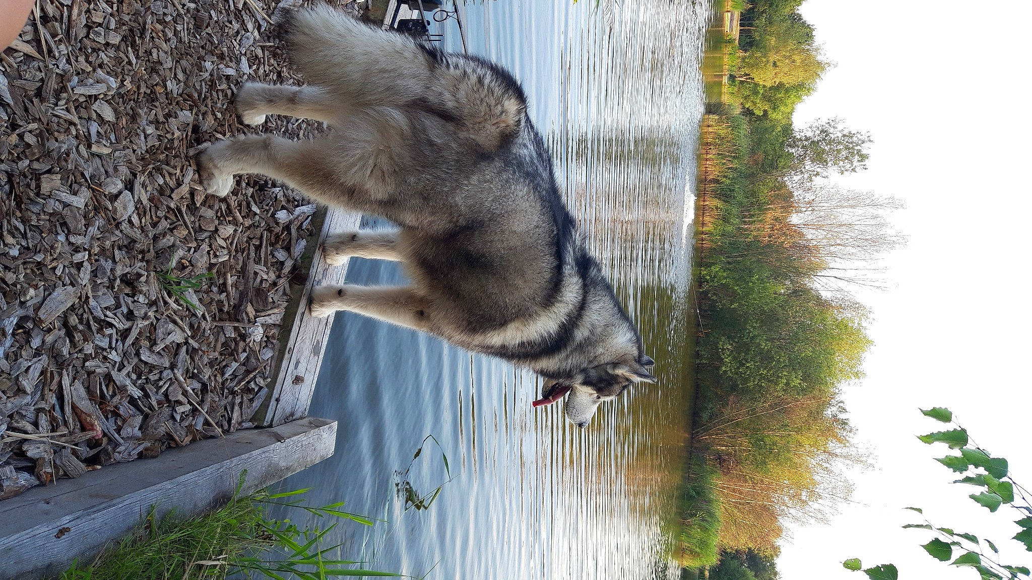 Bear is registered to the contest to win money with this photo: bank, bayou, channel, fur, reflection, tail, water_feature, water_resources, watercourse, wetland