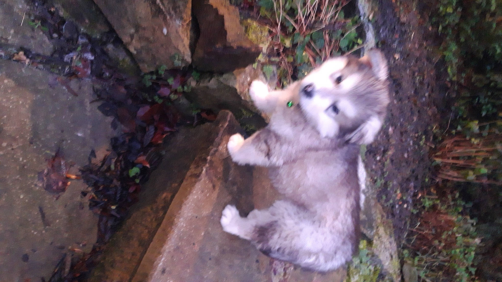 Teddy is registered to the contest to win money with this photo: carnivore, fawn, fur, organism, snout, tail, terrestrial_animal, whiskers, working_dog