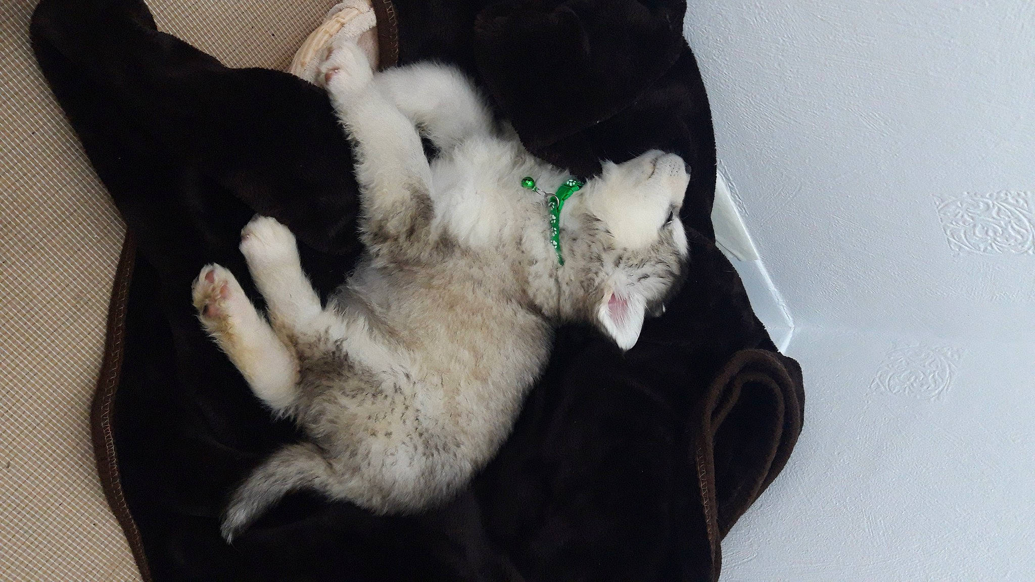 Teddy is registered to the contest to win money with this photo: carnivore, cat, claw, comfort, felidae, fur, paw, small_to_medium_sized_cats, tail, terrestrial_animal, vertebrate, whiskers