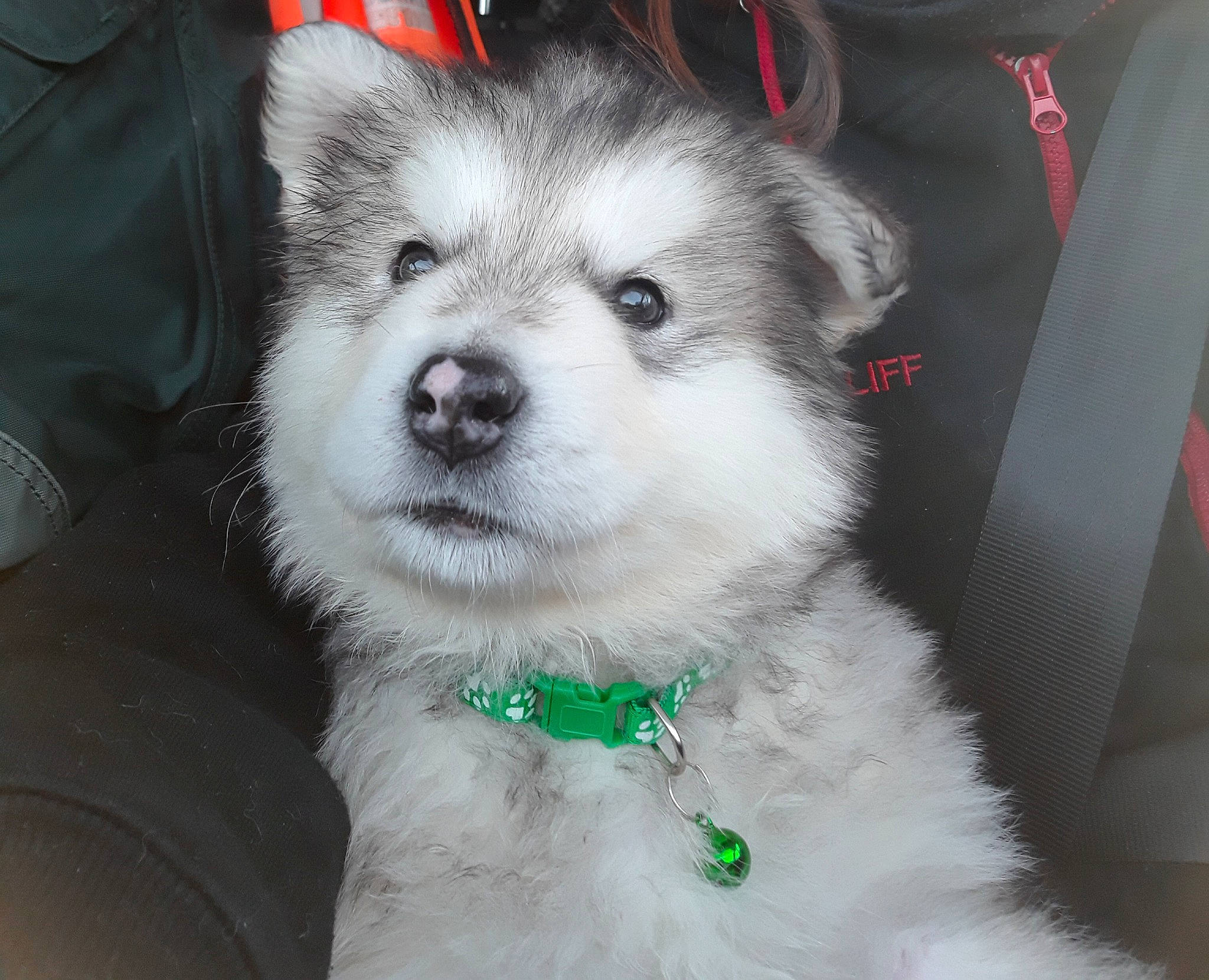 Teddy joined the competition — help win amazing prizes! canidae, carnivore, collar, companion_dog, dog, dog_breed, fur, iris, natural_material, pet_supply, puppy, sled_dog, snout, synthetic_rubber, whiskers, working_animal