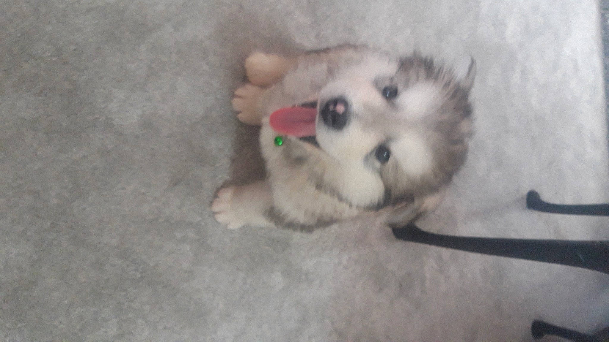 Teddy is registered to the contest to win money with this photo: alaskan_malamute, ancient_dog_breeds, canadian_eskimo_dog, canidae, carnivore, companion_dog, dog, dog_breed, dog_supply, fur, miniature_siberian_husky, non_sporting_group, puppy, rare_breed_dog, sled_dog, snout, spitz, sporting_group, working_animal, working_dog