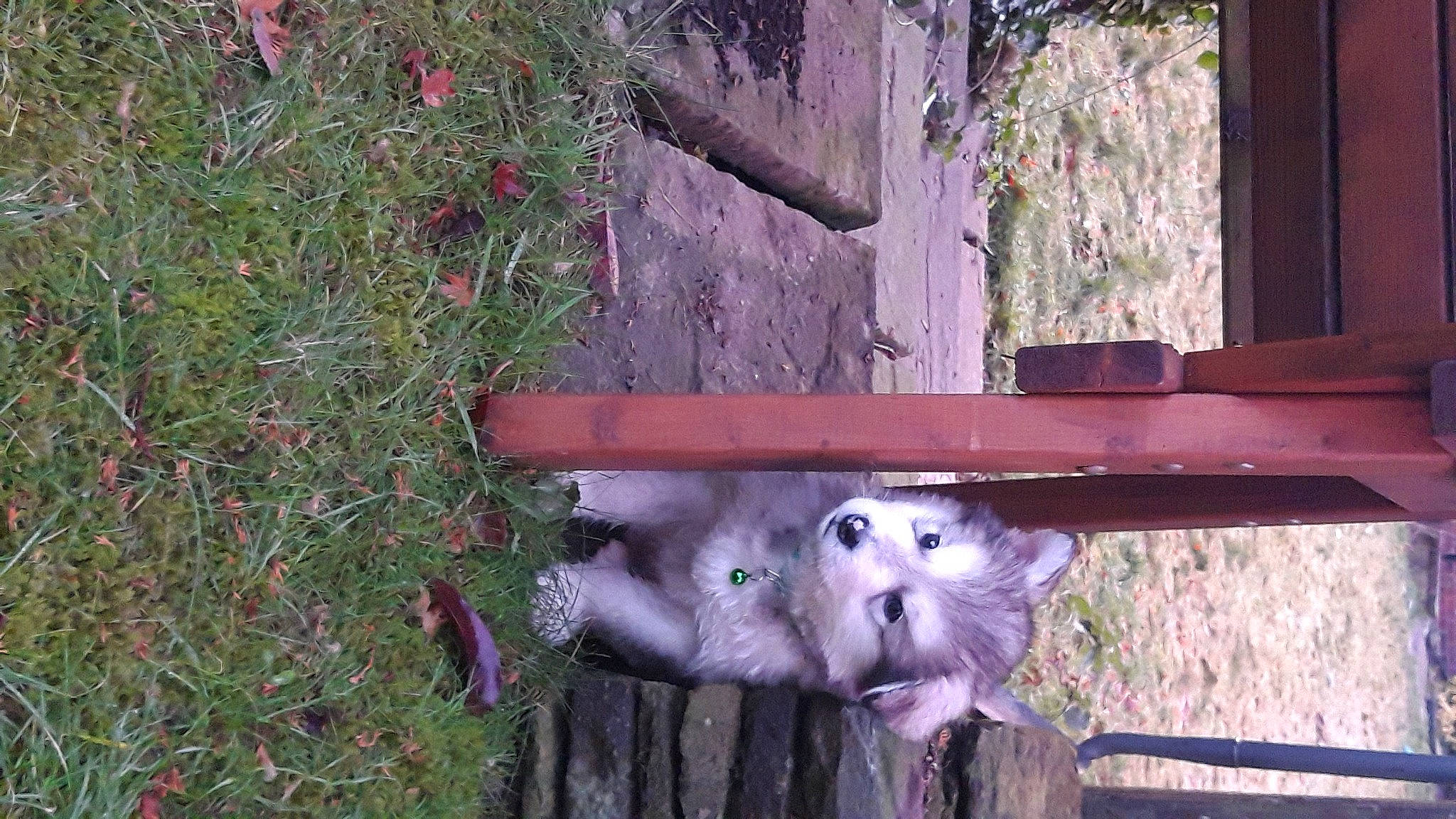 Teddy is registered to the contest to win money with this photo: fur, groundcover, marsupial, samoyed, snout