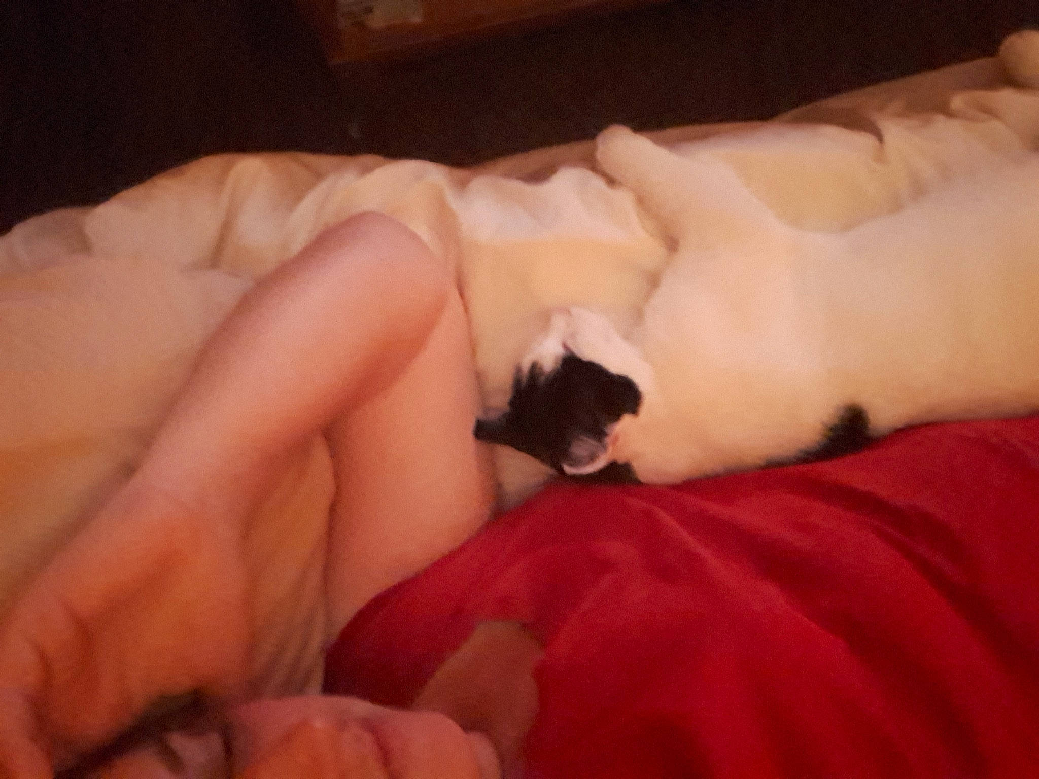 Bella joined the competition — help win amazing prizes! blanket, carnivore, comfort, foot, fur, nap, sleep, toe