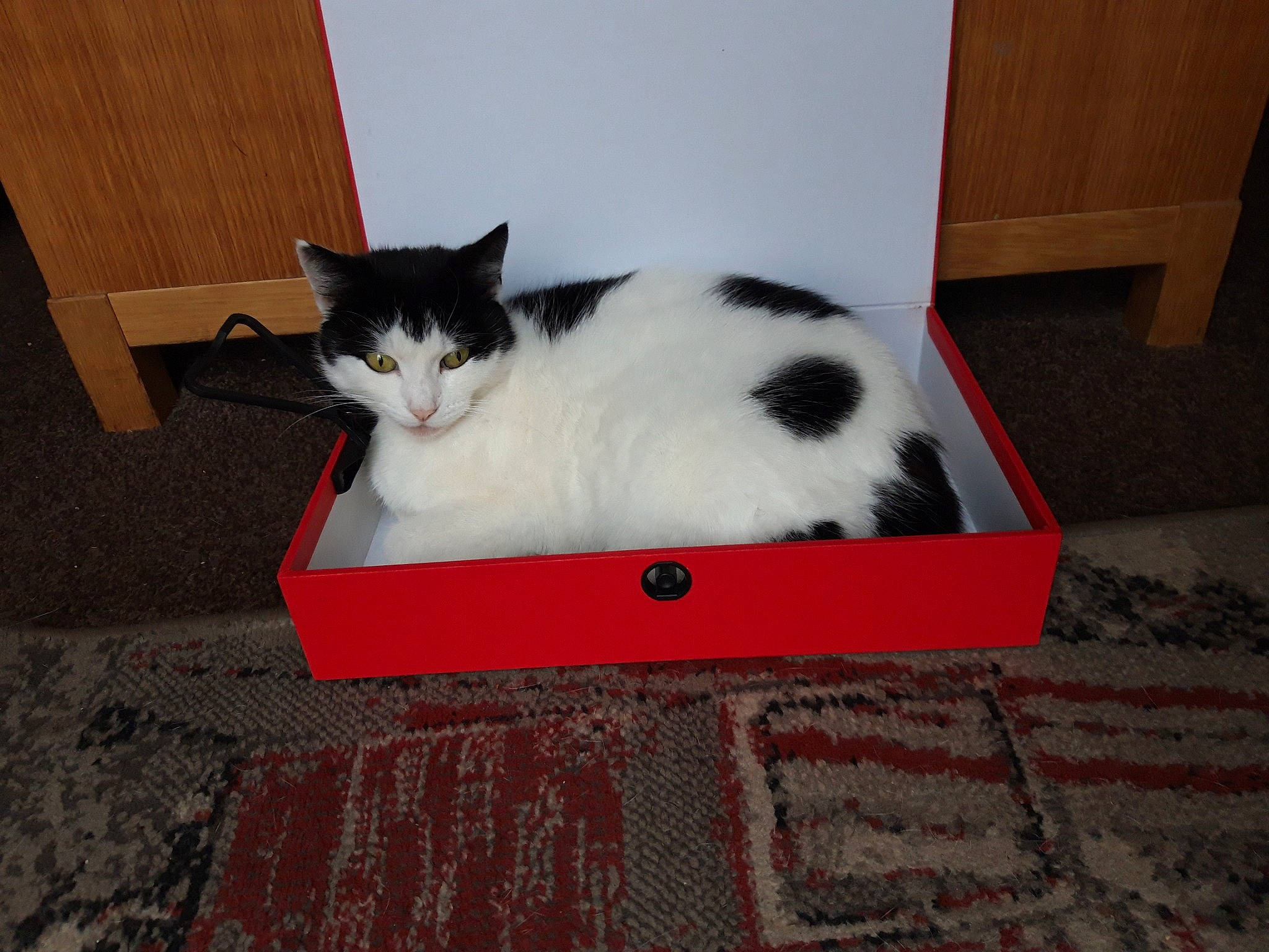 Bella joined the competition — help win amazing prizes! box, cardboard, carnivore, carpet, carton, cat, felidae, floor, flooring, fur, mat, packaging_and_labeling, pet_supply, plywood, rug, shipping_box, small_to_medium_sized_cats, vertebrate, whiskers, wood_stain