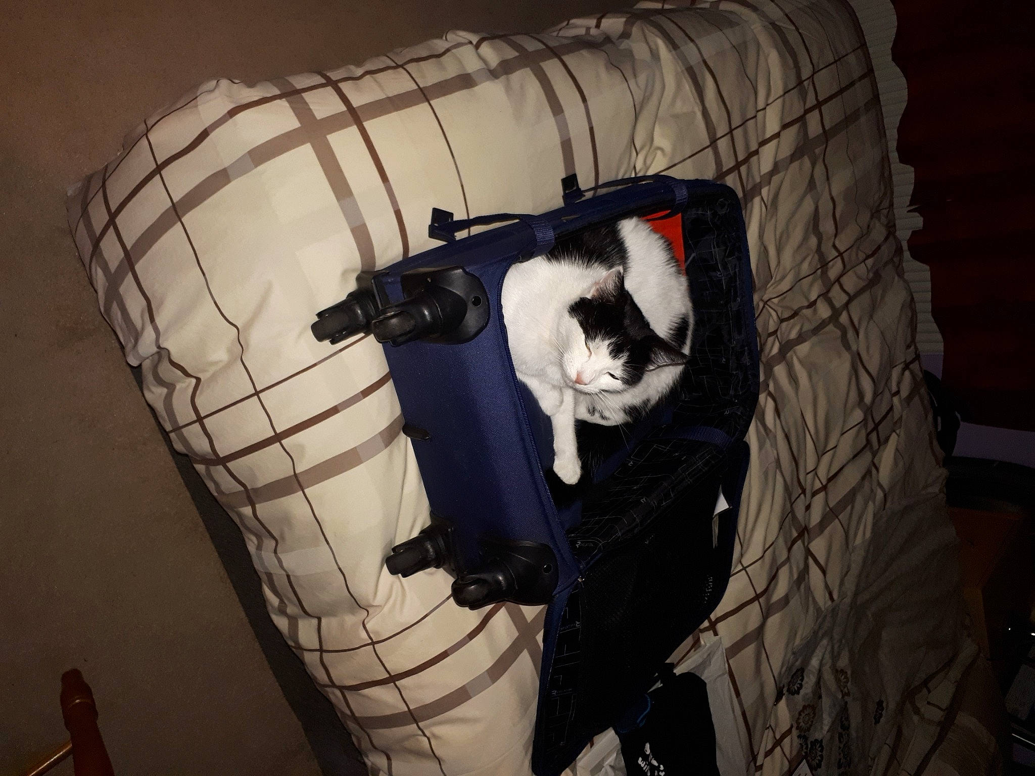 Bella is registered to the contest to win money with this photo: baggage, black, carnivore, cat, cat_supply, comfort, felidae, pet_supply, small_to_medium_sized_cats