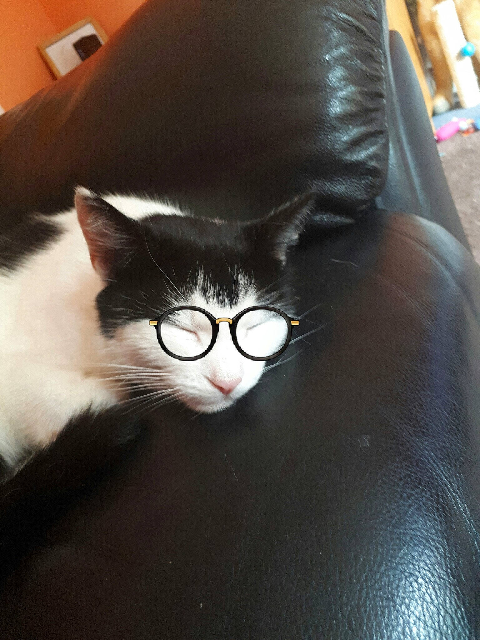 Bella is registered to the contest to win money with this photo: carnivore, cat, domestic_short_haired_cat, felidae, fur, leather, small_to_medium_sized_cats, snout, vertebrate, whiskers