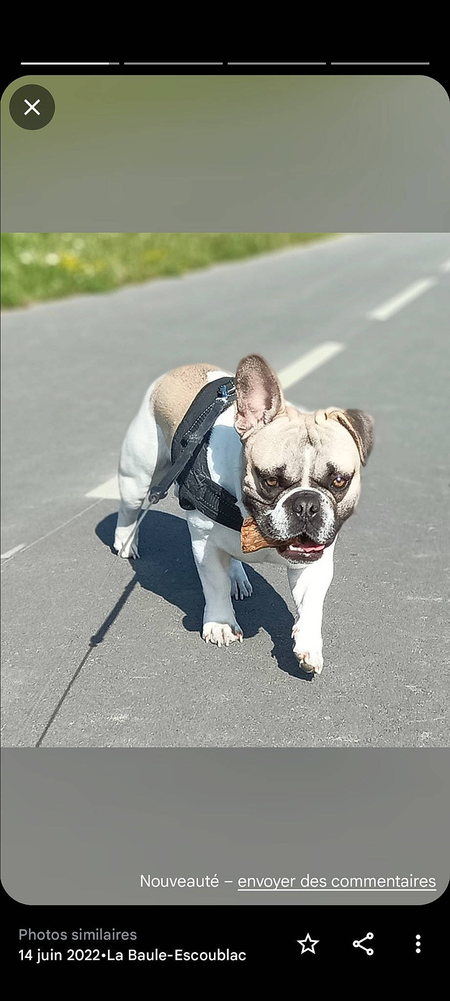 Shakiro participe au concours pour gagner de l'argent avec cette photo : bulldog, carnivore, collar, companion_dog, dog, dog_breed, dog_clothes, dog_collar, dog_supply, eyewear, fawn, french_bulldog, glasses, grass, leash, pet_supply, snout, sunglasses, toy_dog, working_animal