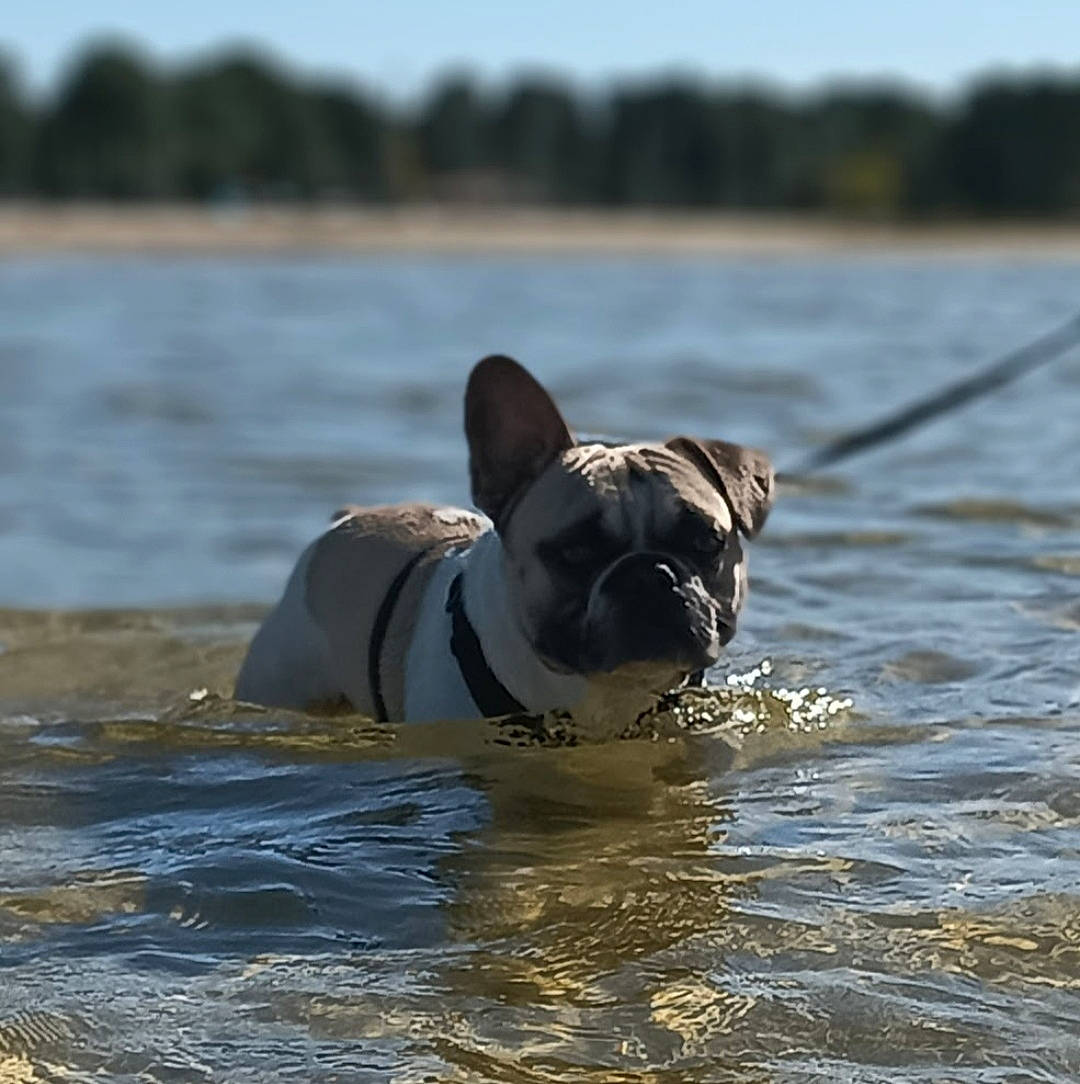 Shakiro a rejoint le concours — aidez-le/la à gagner de superbes lots ! boston_terrier, bulldog, canidae, carnivore, collar, companion_dog, dog, dog_breed, dog_collar, fawn, french_bulldog, lake, plant, sky, snout, sporting_group, tail, water, wildlife, working_animal