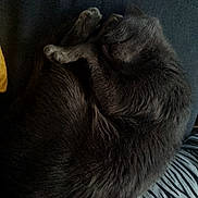 Gribouille participe au concours pour gagner de l'argent avec cette photo : animal, cat, closeup, cozy, curled_up, cushion, domestic, fabric, feline, fur, gray_fur, indoor, nap, pet, quiet, relaxed, resting, sleeping, soft, zebra_pattern