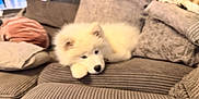 Skye is registered to the contest to win money with this photo: dog, white, fluffy, couch, pillows, indoor, pet, relaxed, cozy, furniture, home, resting, animal, soft, blurred, texture, living_room, laying_down, cute, domestic