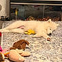 animal, carpet, cozy, cute, dog, domestic, fluffy, home, indoor, pet, pillow, plush_toys, puppy, relaxed, resting, rug, sleeping, soft, toy, white_fur