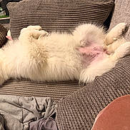 Skye joined the competition — help win amazing prizes! dog, white, fluffy, couch, pet, relaxed, sleeping, indoor, cozy, blanket, pillow, fur, animal, home, resting, canine, comfort, texture, upside_down, living_room