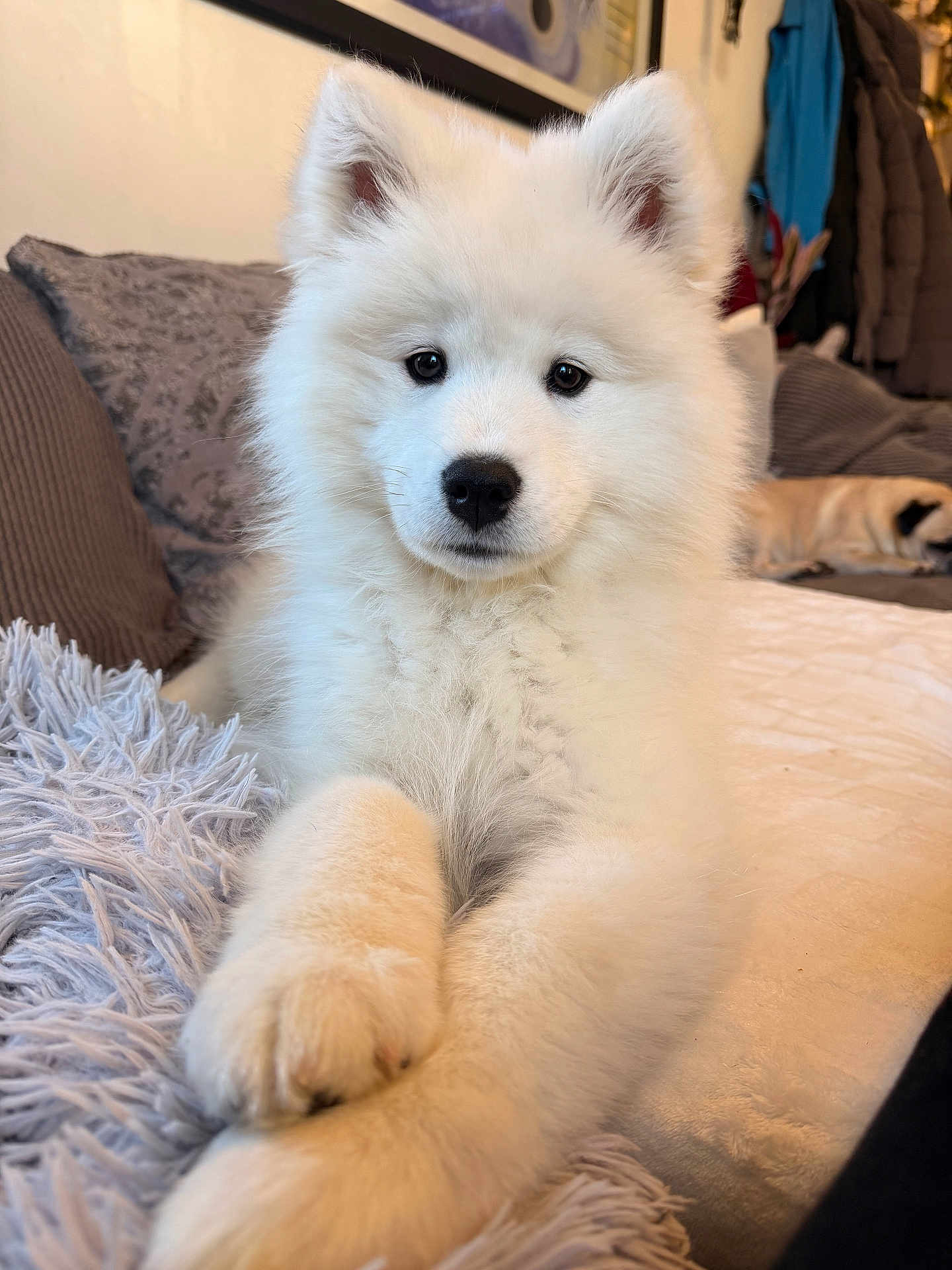 Skye joined the competition — help win amazing prizes! puppy, dog, white_fur, fluffy, pet, indoor, blanket, couch, living_room, resting, cute, close_up, animal, young_dog, soft_texture, furniture, relaxed, domestic, companion, cozy