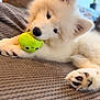 Skye is registered to the contest to win money with this photo: puppy, dog, white, fluffy, toy, plush, chewing, blanket, indoor, pet, cute, paw, closeup, playful, animal, young, cozy, soft, texture, relaxing