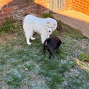 Skye joined the competition — help win amazing prizes! animal, backyard, black_dog, brick_wall, canine, cold, curious, dog, frost, fur, gate, grass, morning, nature, outdoor, pet, playful, small_dog, sunlight, white_dog