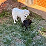 animal, backyard, black_dog, brick_wall, canine, cold, curious, dog, frost, fur, gate, grass, morning, nature, outdoor, pet, playful, small_dog, sunlight, white_dog