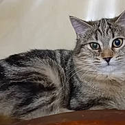 Minouchette participe au concours pour gagner de l'argent avec cette photo : abyssinian, angora, animal, cat, couch, egyptiancat, furniture, gray, kitten, manx, pet, siamese