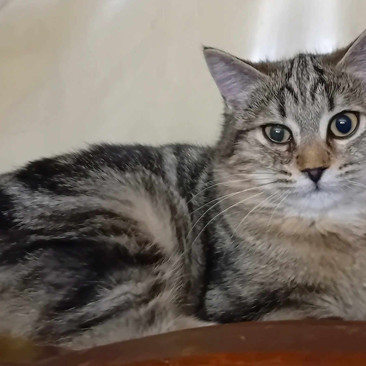 Minouchette participe au concours pour gagner de l'argent avec cette photo : abyssinian, angora, animal, cat, couch, egyptiancat, furniture, gray, kitten, manx, pet, siamese