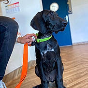 Atos a rejoint le concours — aidez-le/la à gagner de superbes lots ! dog, black_dog, puppy, leash, green_collar, orange_leash, person, hand, white_sneakers, jeans, indoor, wooden_floor, blue_door, wall, floor, pet, animal, sitting, domestic, casual