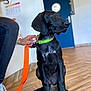 dog, black_dog, puppy, leash, green_collar, orange_leash, person, hand, white_sneakers, jeans, indoor, wooden_floor, blue_door, wall, floor, pet, animal, sitting, domestic, casual