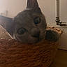 cat, basket, indoor, curious, closeup, feline, ears, paw, woven, texture, pipe, wall, home, pet, animal, brown, gray, wood, resting, blur