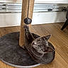 Hoshy a rejoint le concours — aidez-le/la à gagner de superbes lots ! cat, gray_cat, scratching_post, toy, floor, wooden_floor, mat, indoor, pet, playful, paw, fur, animal, feline, domestic_cat, curious, relaxed, house, radiator, background