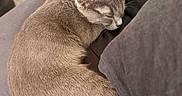Hoshy a rejoint le concours — aidez-le/la à gagner de superbes lots ! cat, sleeping, gray_cat, couch, pillow, indoor, pet, fur, cozy, resting, domestic_animal, feline, curled_up, household, furniture, relaxed, animal, bedroom, soft_light, quiet