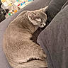 cat, sleeping, gray_cat, couch, pillow, indoor, pet, fur, cozy, resting, domestic_animal, feline, curled_up, household, furniture, relaxed, animal, bedroom, soft_light, quiet