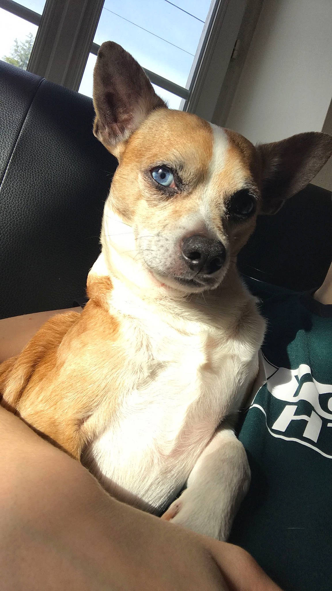 Hawai participe au concours pour gagner de l'argent avec cette photo : canidae, carnivore, collar, comfort, companion_dog, dog, dog_breed, dog_collar, ear, fawn, fur, irishjacks, paw, small_terrier, snout, sporting_group, terrier, toy_dog, whiskers, working_animal