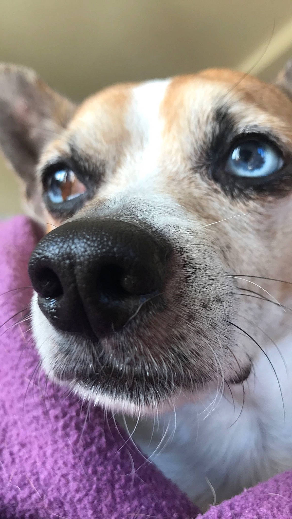 Hawai participe au concours pour gagner de l'argent avec cette photo : ancient_dog_breeds, canidae, carnivore, close_up, collar, companion_dog, dog, dog_breed, dog_collar, ear, eye, fawn, fur, head, photography, snout, sporting_group, terrestrial_animal, whiskers, working_animal